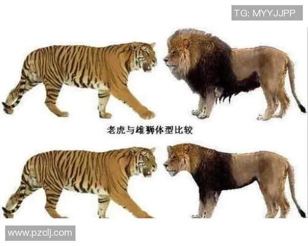 东北虎与飞虎的巅峰对决谁将成为战斗的王者